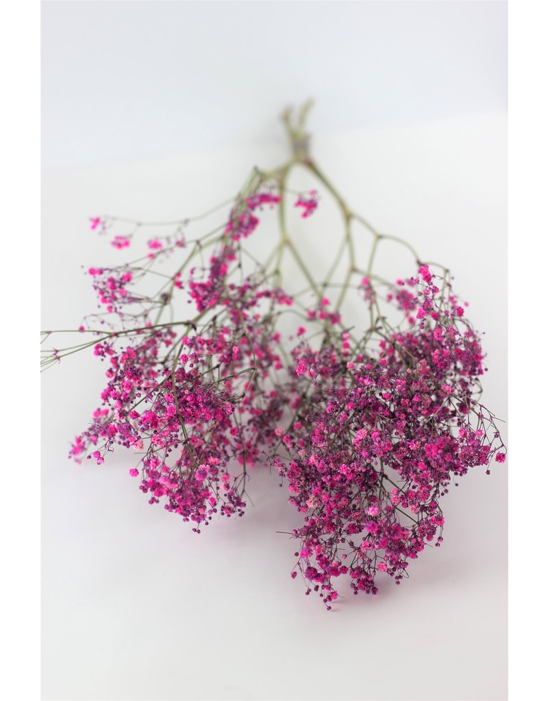 Dried Gypsophila - Cerise Pink, 5 Stems, 70 cm