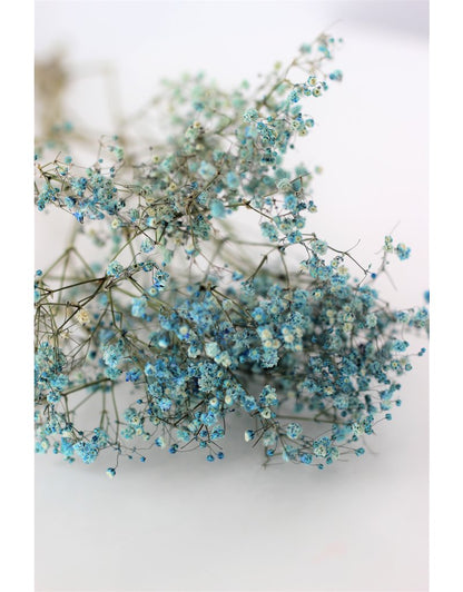 Dried Gypsophila - Light Blue Bunch