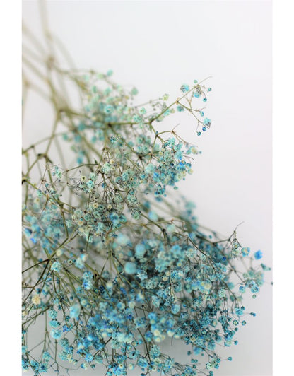 Dried Gypsophila - Light Blue Bunch, 5 Stems