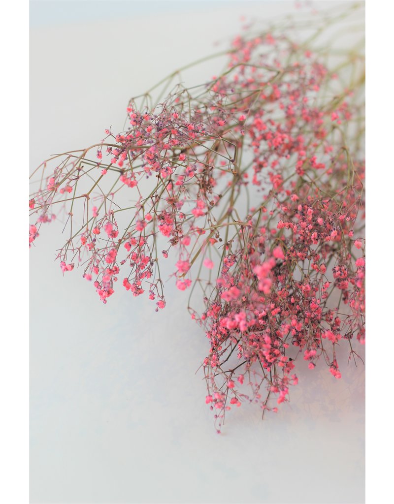 Dried Gypsophila - Light Pink Bunch