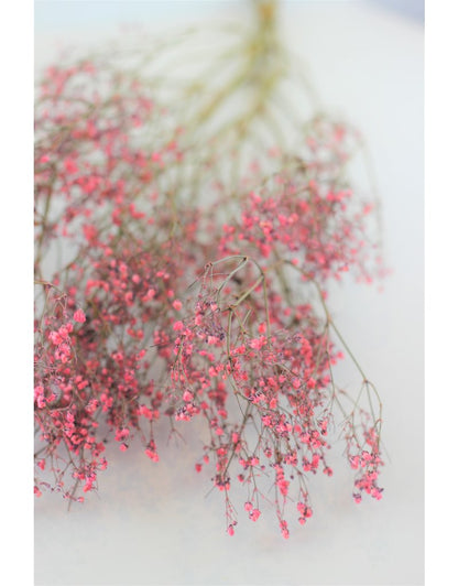 Dried Gypsophila - Light Pink Bunch, 5 Stems