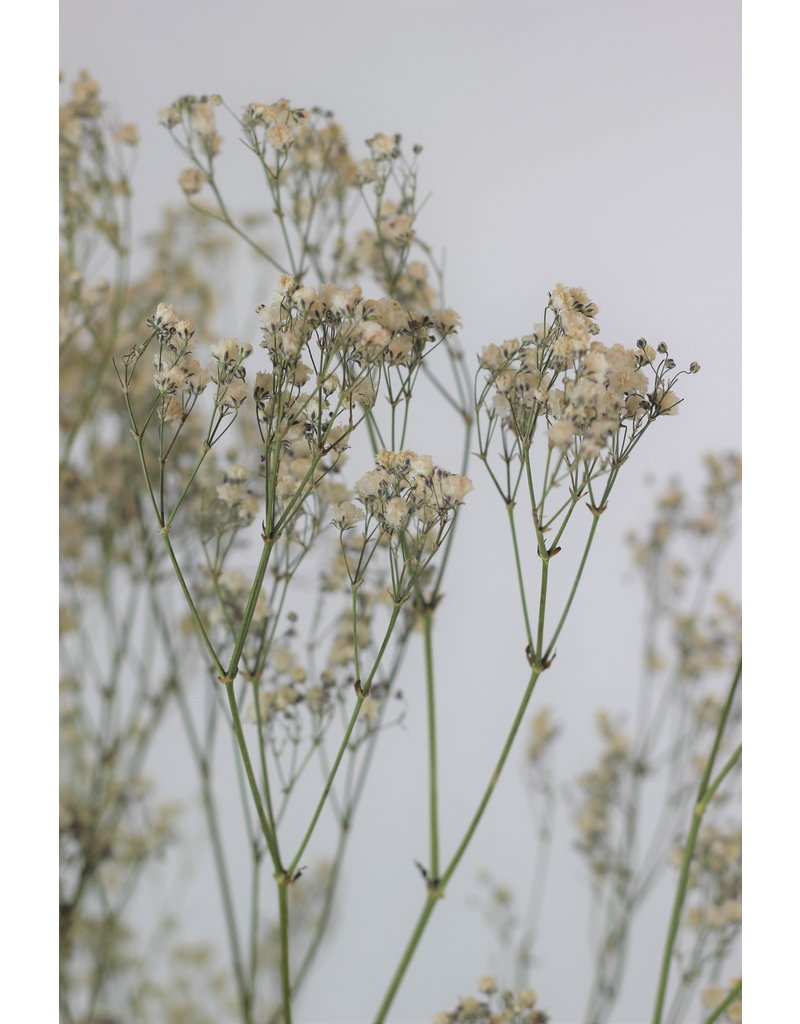 Dried Gypsophila - Natural