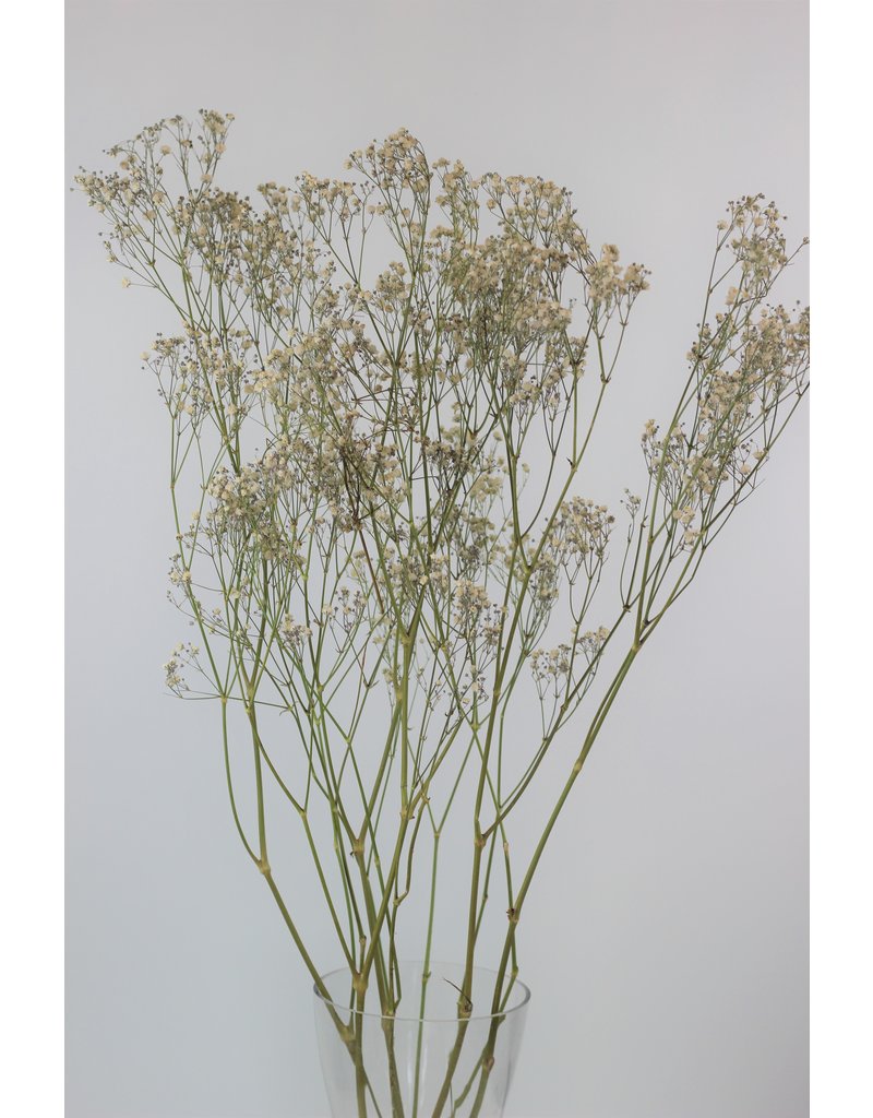 Dried Gypsophila - Natural, 5 Stems