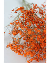 Dried Gypsophila - Orange Bunch,70 cm