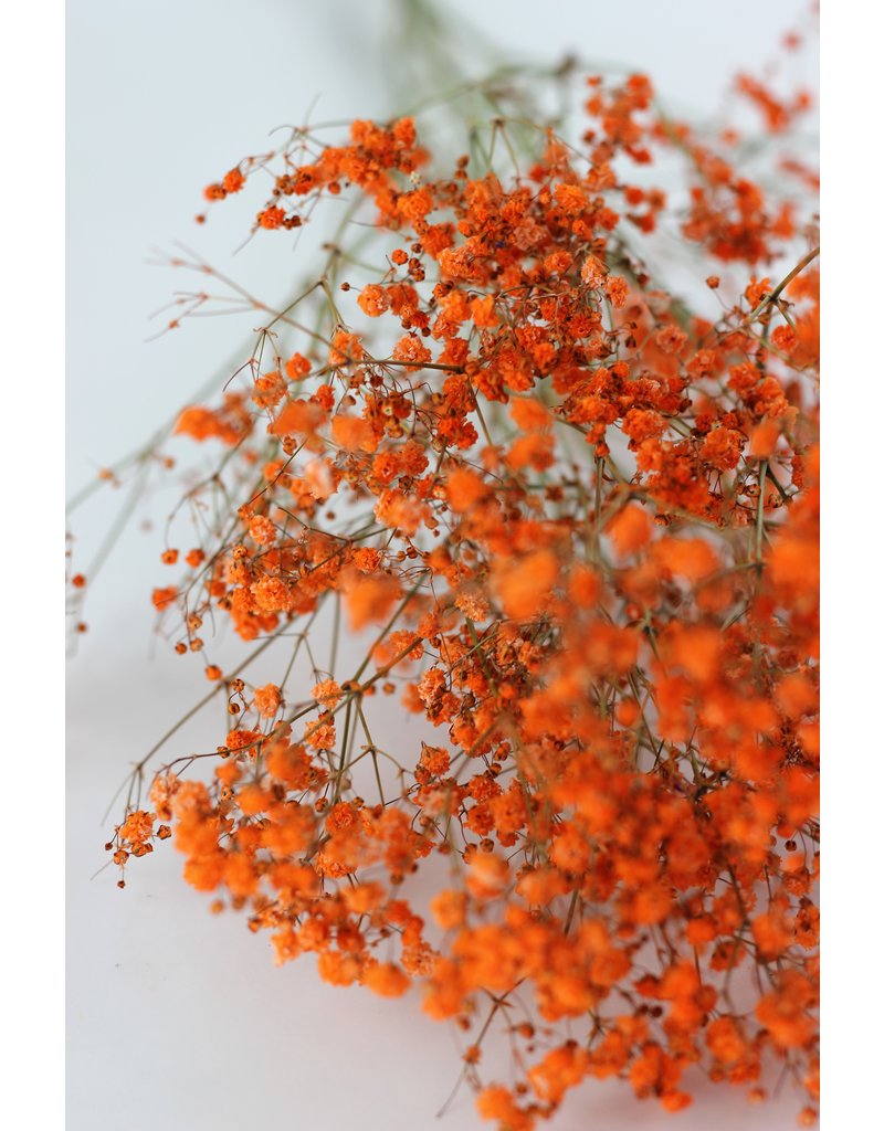 Dried Gypsophila - Orange Bunch,70 cm