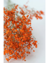 Dried Gypsophila - Orange Bunch, 5 Stems