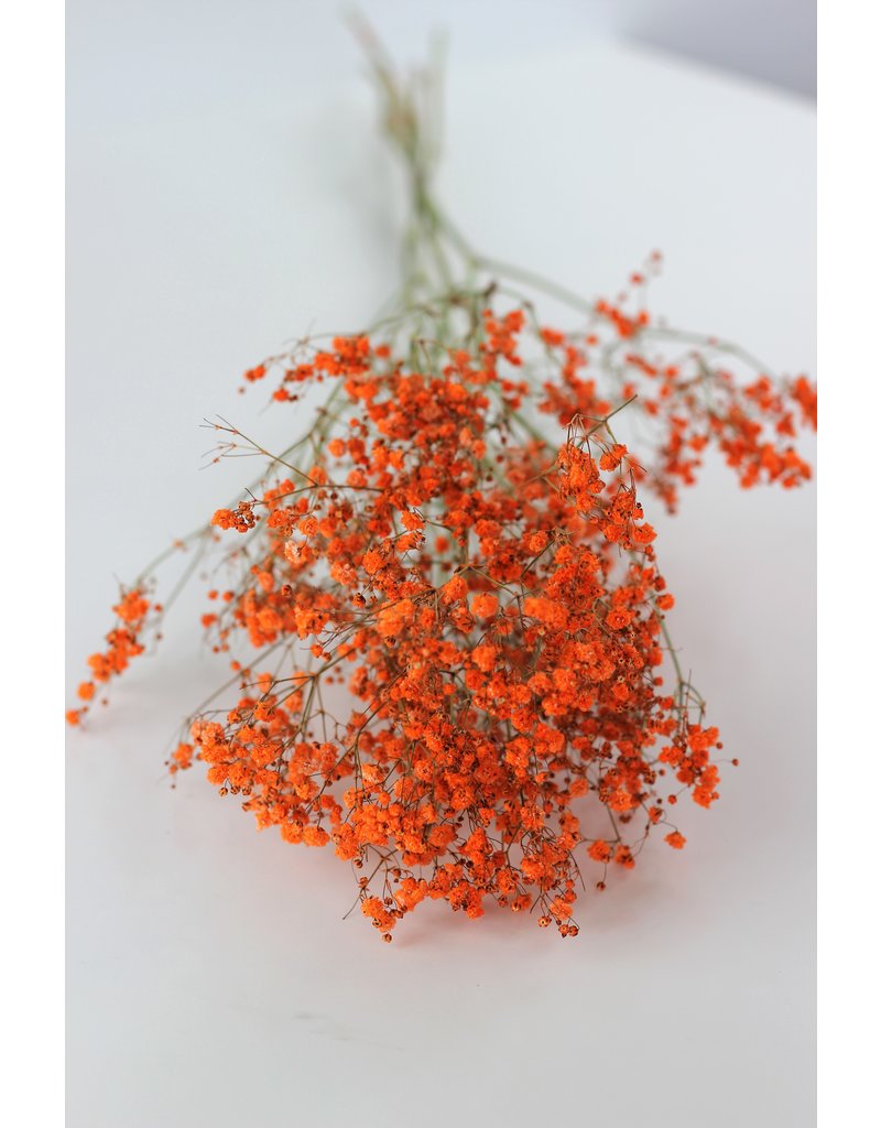 Dried Gypsophila - Orange Bunch, 5 Stems, 70 cm