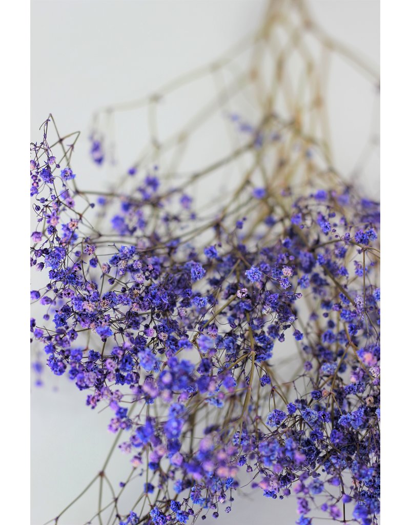 Dried Gypsophila - Purple Bunch, 5 Stems