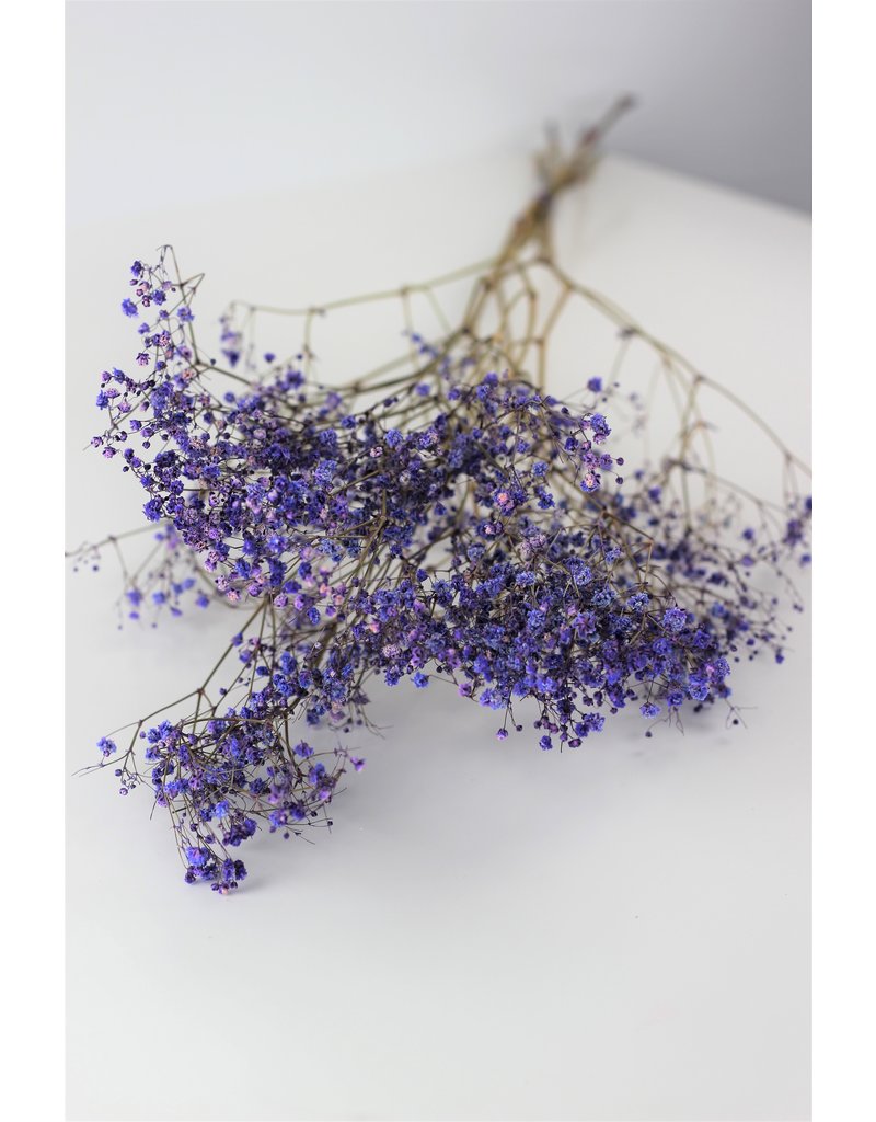 Dried Gypsophila - Purple Bunch, 5 Stems, 70 cm