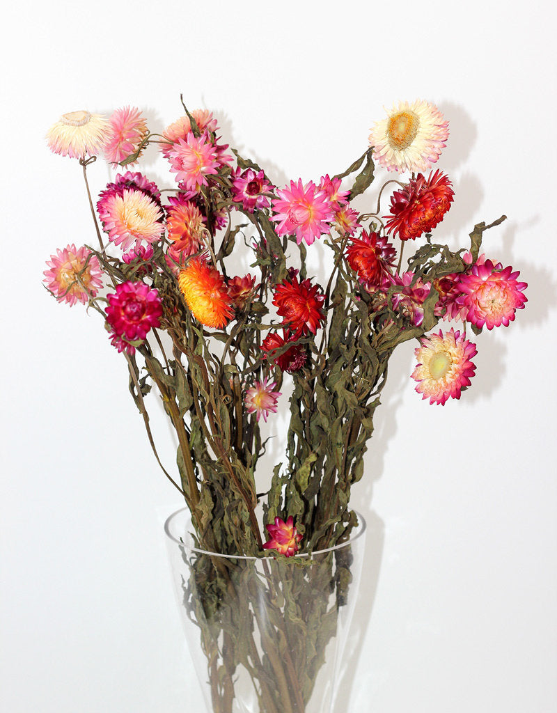 Dried Helichrysum Mixed Bunch UK