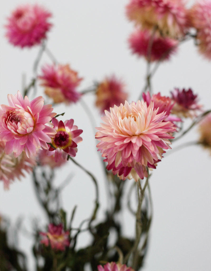 Dried Helichrysum pink dried flower bouquet