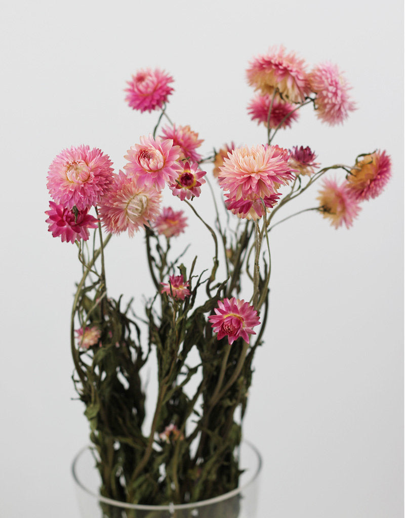 dried helichrysum flowers uk
