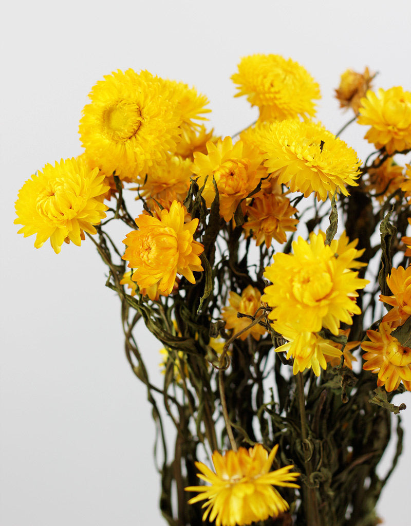 Dried Helichrysum - Yellow Bunch, 60 cm