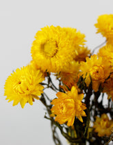 Dried Helichrysum - Yellow Bunch, 10 Stems