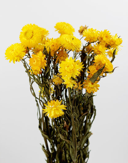 Dried Helichrysum - Yellow Bunch, 10 Stems, 60 cm