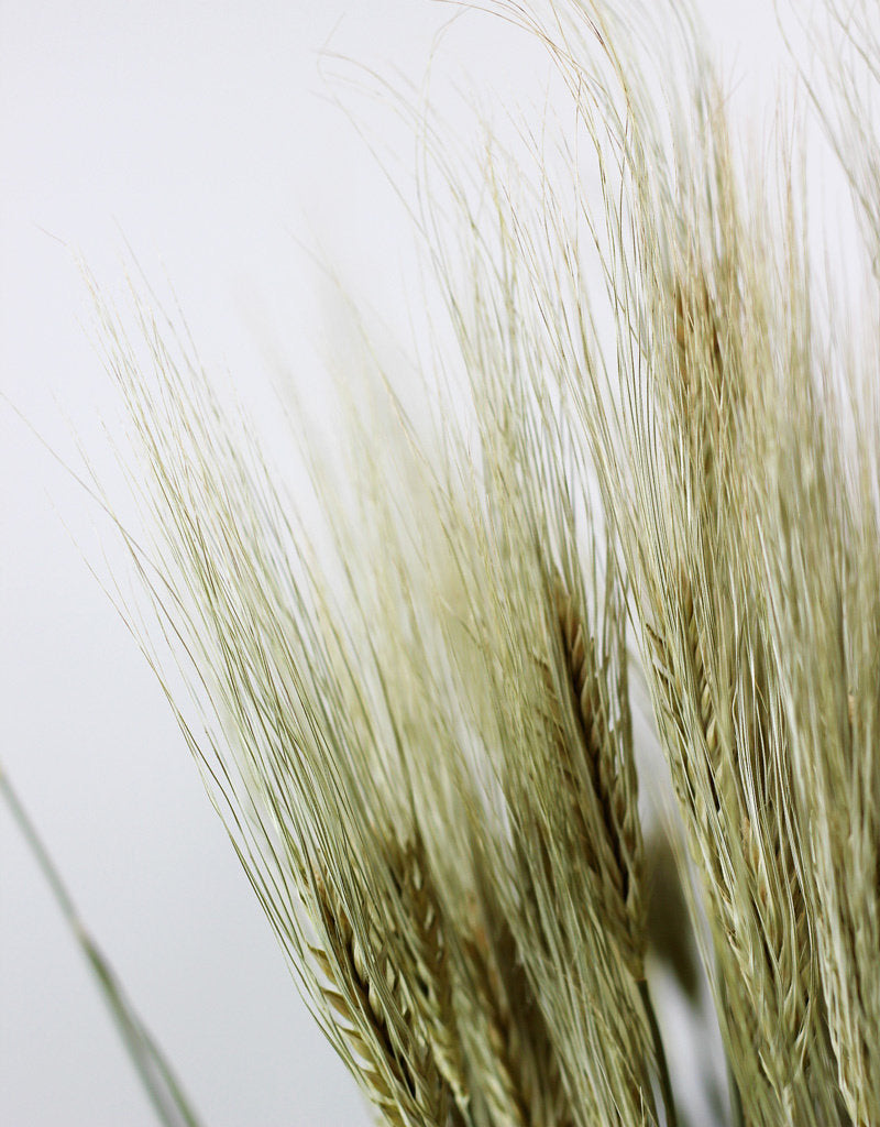 Dried Hordeum (Barley) - Natural Bunch