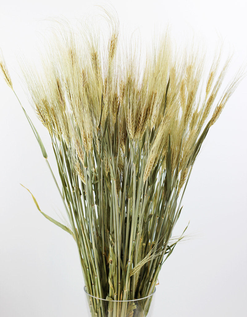Dried Hordeum (Barley) - Natural Bunch, 60 cm
