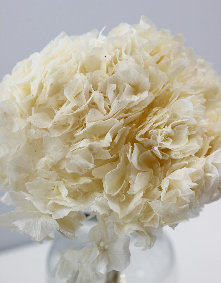 Bleached Hydrangea Flowers Bunch 30cm l Bulk Discounts Dried Flowers Decor