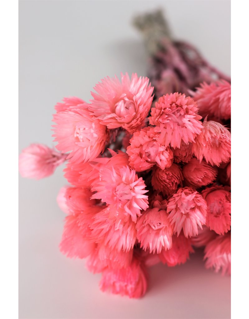Dried Kaaps - Light Pink Bunch