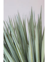Buy Dried Chamaerops Palm - Frosted Green