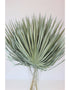 Dried Chamaerops Palm - Frosted Green, 10 Stems