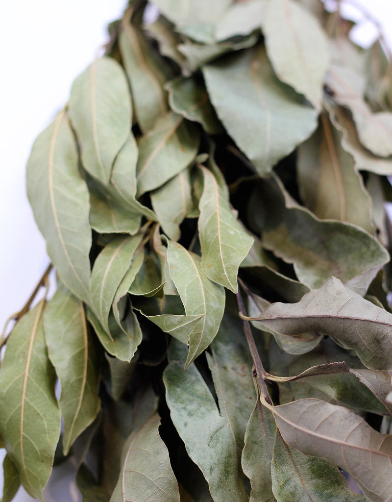 Dried Laurier Bay Leaf - Natural Bunch, 45 cm