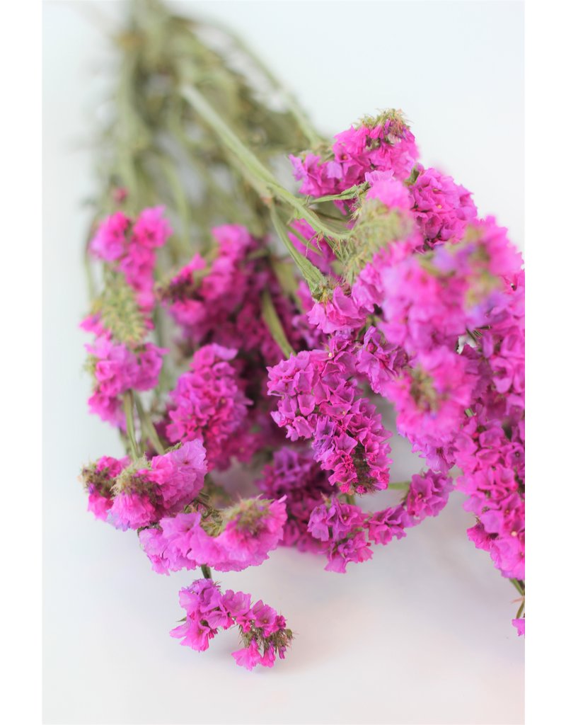 Dried Limonium Statice - Cerise Pink