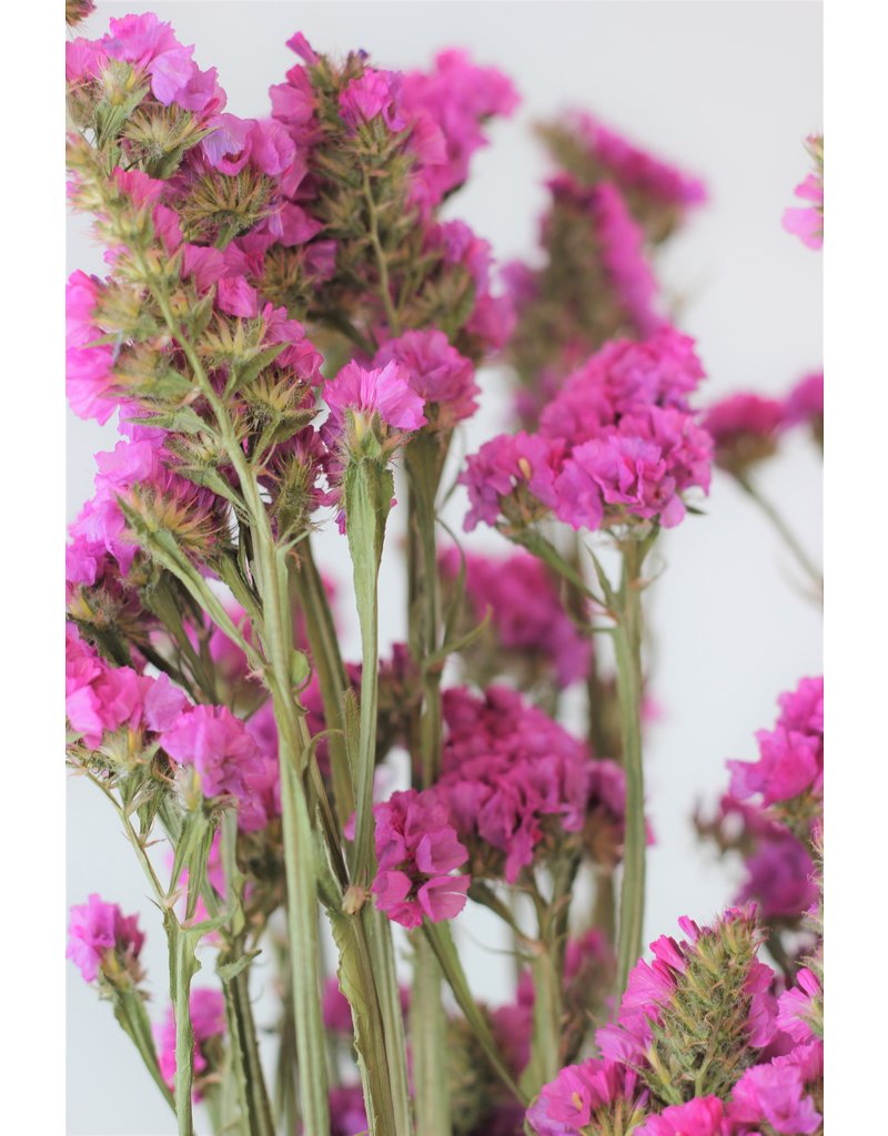 Large Dried Limonium Statice -Pink