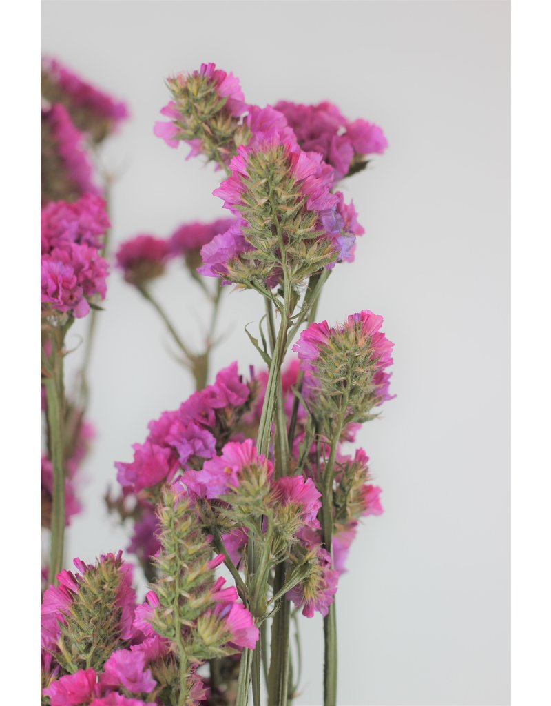 Large Dried Limonium Statice - Cerise Pink