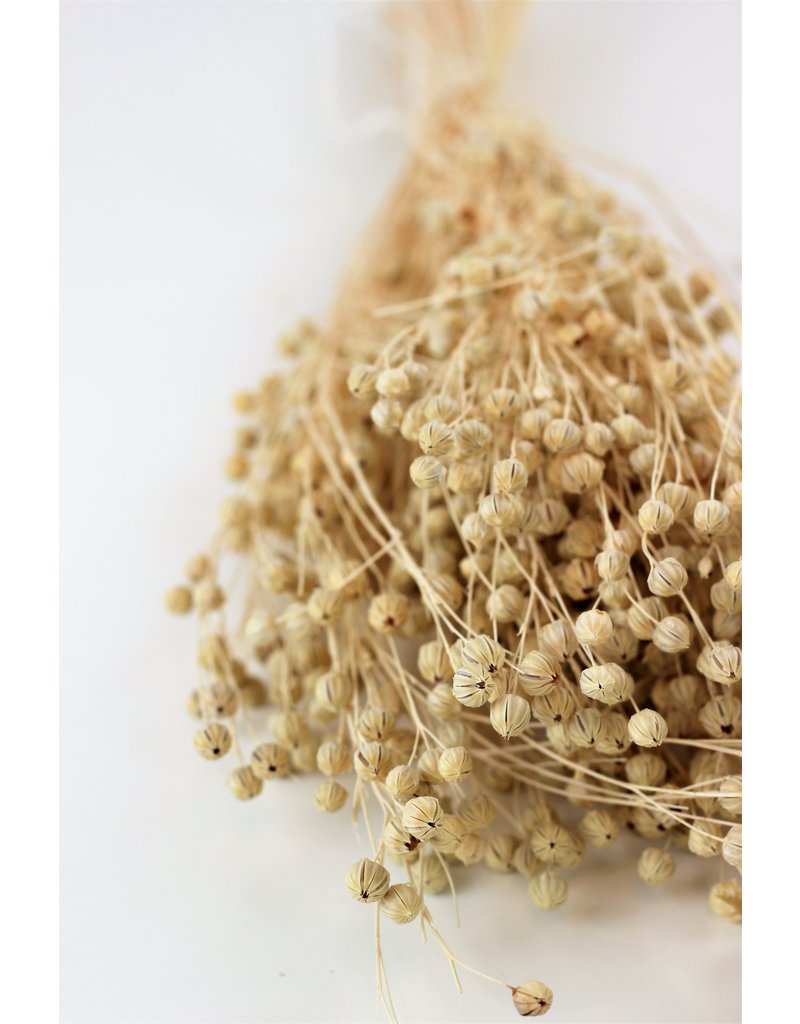 Dried Lino Vlas - Bleached Bunch at best prices