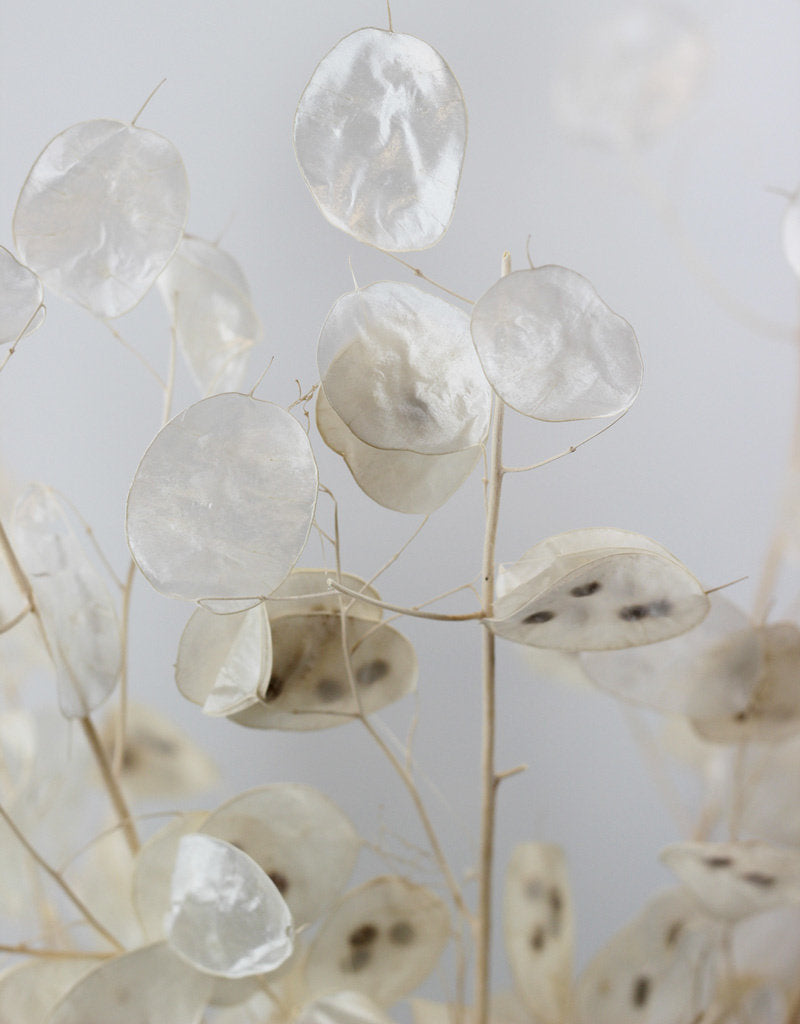 Dried Lunaria - Natural Bleached Bunch, 70 cm