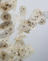 Dried Lunaria - Natural Bleached Bunch