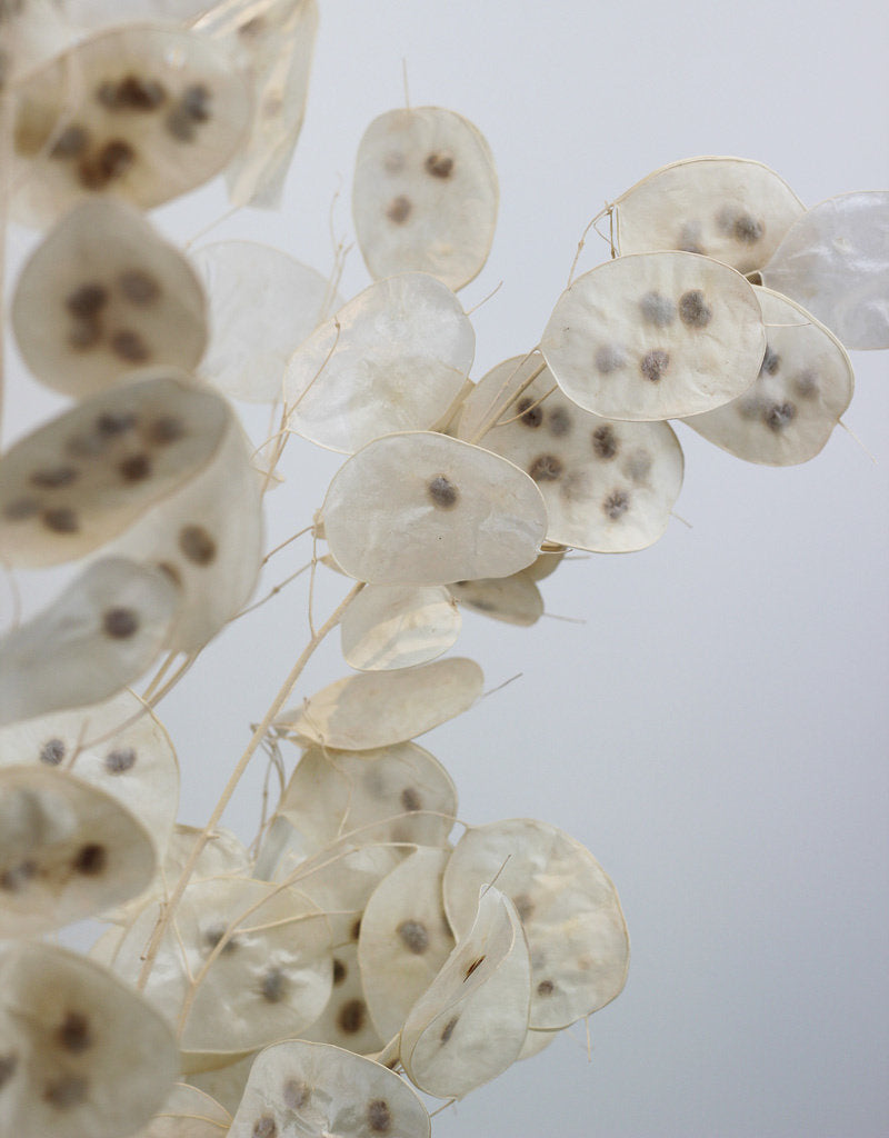 Dried Lunaria - Natural Bleached Bunch