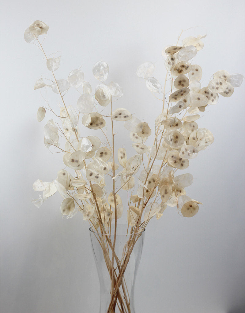 Dried Lunaria Natural Bleached Bunch UK