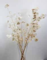 Dried Lunaria Natural Bleached Bunch UK