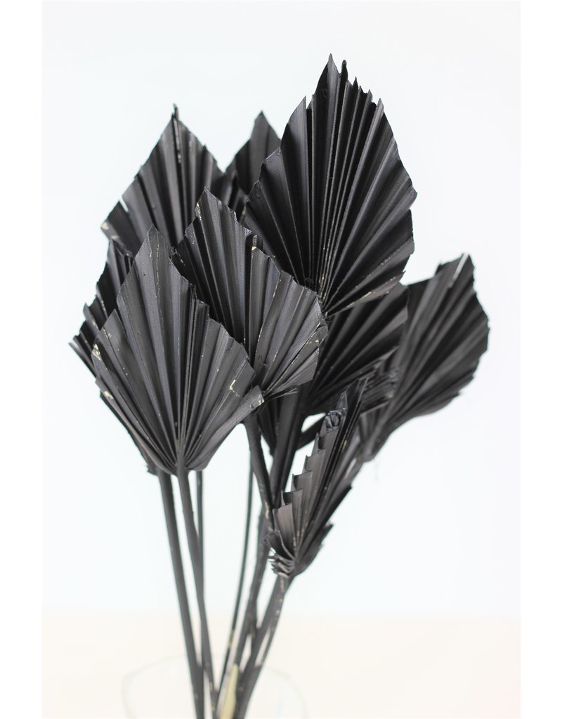 Mini Dried Palm Spears - Black Natural