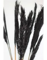 Dried Nanal Grass - Black Bunch