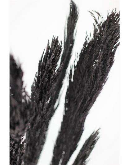 Dried Nanal Grass - Black Bunch, 10 Stems