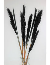 Dried Nanal Grass - Black Bunch, 10 Stems, 70 cm