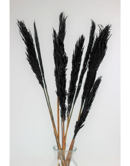 Dried Nanal Grass - Black Bunch, 10 Stems, 70 cm