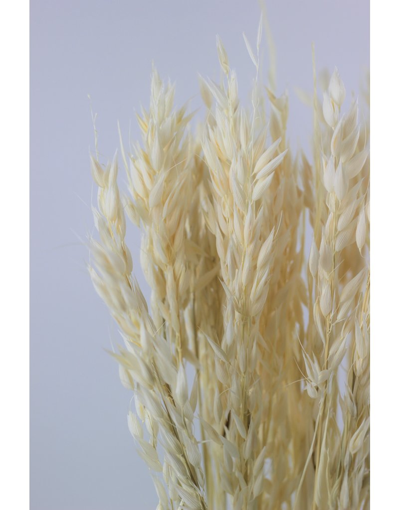 Dried Oat Avena- Bleached, 70 cm