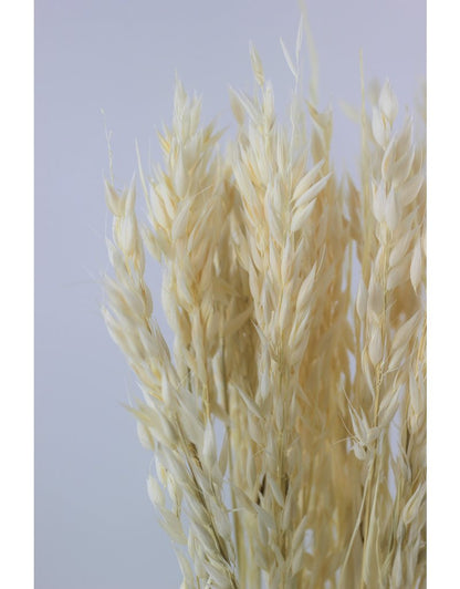 Dried Oat Avena- Bleached, 70 cm