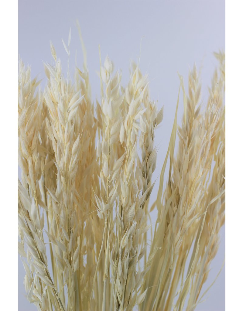 Dried Oat Avena- Bleached, 100 grams