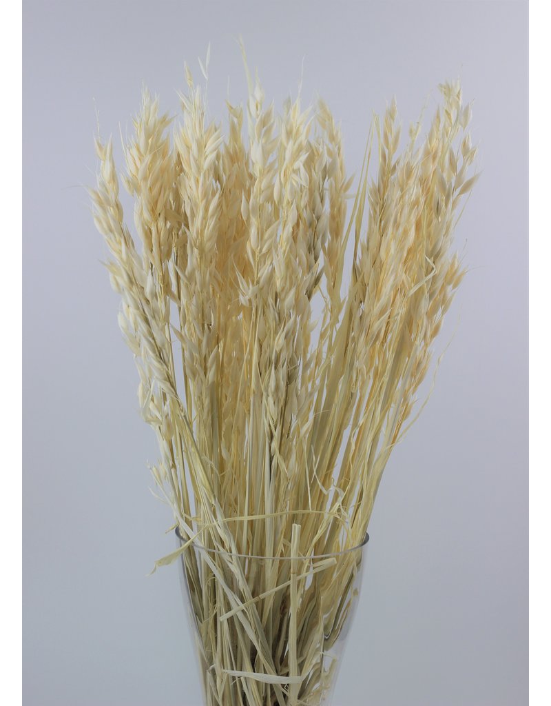 Dried Oat Avena- Bleached, 100 grams, 70 cm