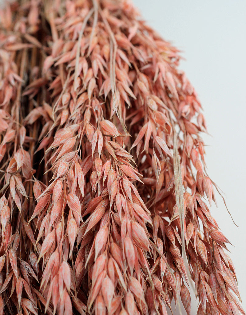 Dried Oat Avena- Salmon Pink, 100 grams