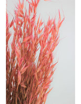 Dried Oat Avena- Wild Pink Bunch, 100 grams