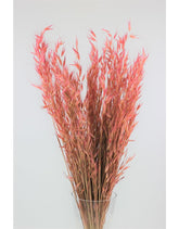 Dried Oat Avena- Wild Pink Bunch, 100 grams, 70 cm