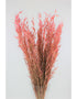 Dried Oat Avena- Wild Pink Bunch, 100 grams, 70 cm