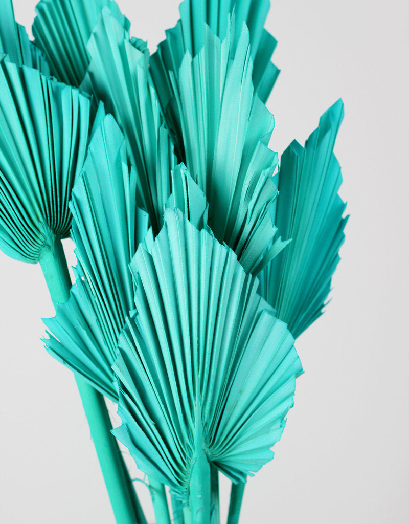 Dried Palm Spears - Aquamarine Blue, 10 Stems