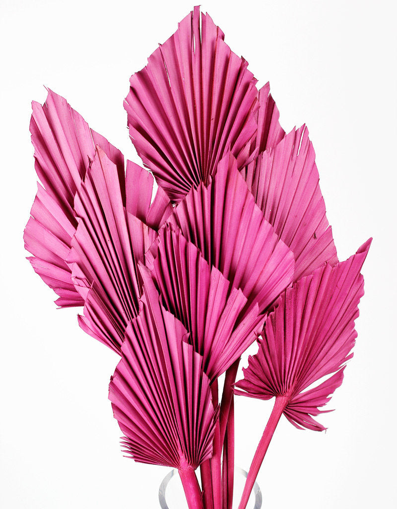 Dried Palm Spears - Cerise Pink